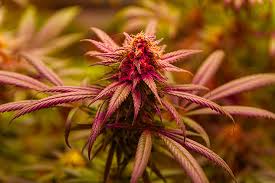 Cannabis Seeds Hawaii Your Guide to Cultivation and Selection Cannabis Seeds Hawaii Your Guide to Cultivation and Selection