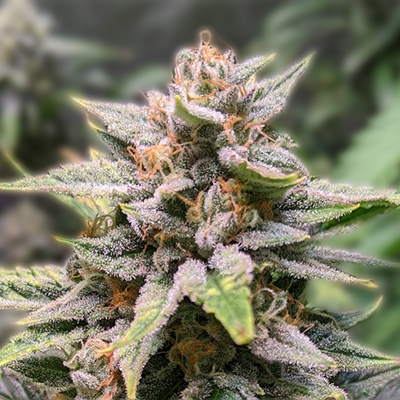 Cannabis Seeds Hawaii Your Guide to Cultivation and Selection Cannabis Seeds Hawaii Your Guide to Cultivation and Selection